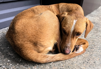 Бездомный. / ***