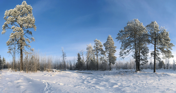 Белою зимою посреди болотца... / ...