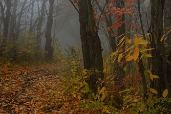 Туманное утро / Осень