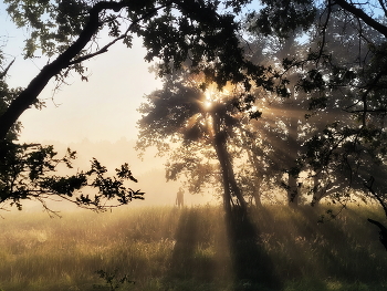 &nbsp; / Встречая летнее утро