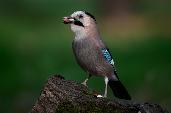 Про арахис / Сойка