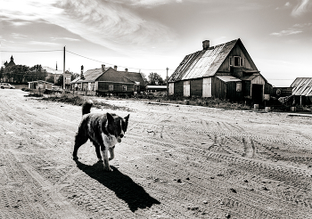 Пёс / Соловки