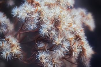 Василистник белый / ***