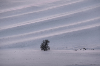 &quot;Деревья и фактуры&quot; / Оренбургская область, Южный Урал.
В мае я снова буду проводить фототуры в Долгие горы и другие степные локации Оренбуржья. Программа тура здесь https://www.arskashkarov.com/orenburg
