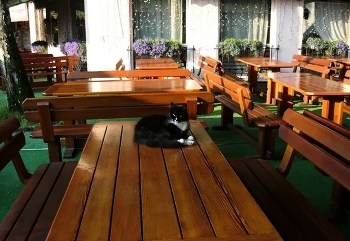 утро в кафе ) / кот охранник)