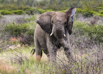 Африканец / Национальный парк Этоша