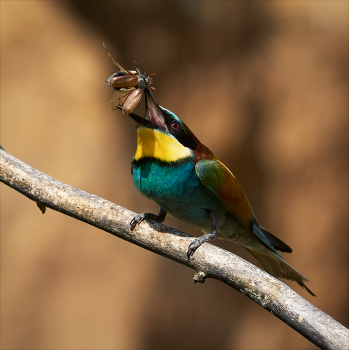 Жук акробат и его ассистент / ***