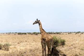 Жираф / Жираф в естественной среде