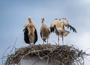 Подростеи / Снято в Болгарии , в небольшом городке Баня. Уже делают пробные полеты. через неделю улетят.