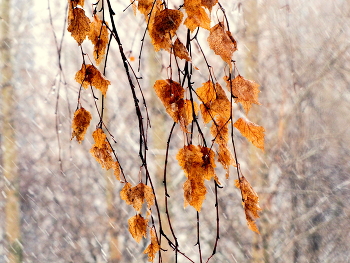 Растения зимой / Зимняя пора