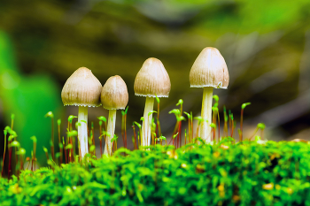 семейка / в лесу