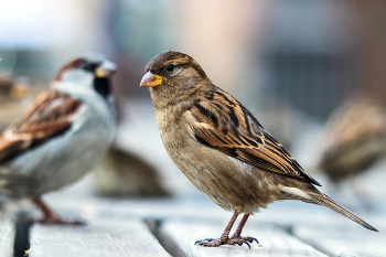 Воробьиха. / ***