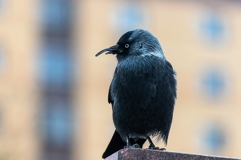 Галка. / Это уже не клюв, а нос.