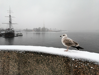 Млодая серебристая чайка / Санкт-Петербург