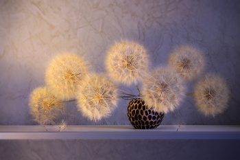 Одуванчики / ***
