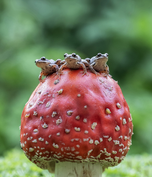 Трое из ларца, одинаковых с лица) / Трое из ларца, одинаковых с лица)