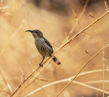 Палестинская нектарница (самочка) / ***