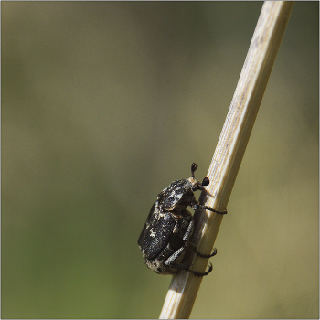 Я держусь... / Пестряк коротконадкрылый - Valgus hemipterus. 6-10 мм вид из семейства ПЛАСТИНЧАТОУСЫЕ подсемейства БРОНЗОВКИ.