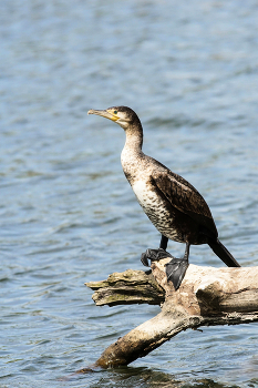 &nbsp; / Kormoran (Phalacrocorax carbo)