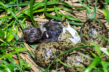 Чибис. Вылупление птенца. / ***