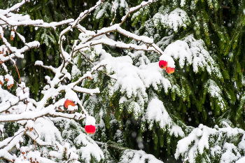 Последние яблоки. / ***