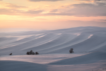 &quot;Деревья и фактуры&quot; / Оренбургская область, Южный Урал