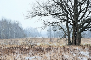 &quot;Ноябрь - это время обнаженности ...&quot; / &quot;Ноябрь - это время обнаженности,
 Когда зима уже на вираже,
 Когда природа чувственно, без скромности
 Позирует, как будто в неглиже ...&quot;
 В.Рыжих