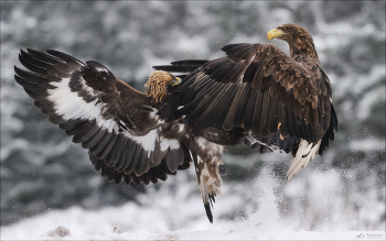FIGHT! / Две самые крупные птицы средней полосы - орлан-белохвост и беркут.
Беларусь, заказник «Красный Бор», февраль 2025г

https://phototravel.pro/phototravel2026/
