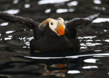 Широкофюзеляжный эйрбас на взлёте / Топорок (Fratercula cirrhata) — морская птица рода тупики семейства чистиковых.
Обитают на азиатском и американском побережье северной части Тихого океана (включая Камчатку, Курилы и побережье Охотского моря), на юге в зимнее время до Калифорнии и Японии. В честь птицы названы остров Топорковый из Большой гряды Курильских островов, и остров Топорков из группы Командорских островов.
 Превосходный летун; с воды взлетает тяжело, долго разгоняясь, но в воздухе держится легко, забираясь порой на большие высоты. Хорошо плавает и ныряет.