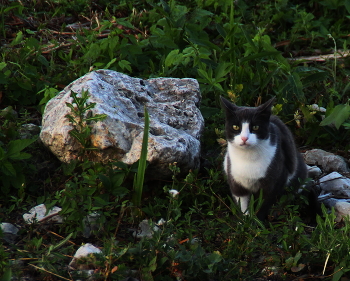 В ночное / ***
