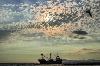 Почти летучий голландец / ***