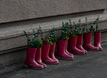 цветы в сапогах / цветы