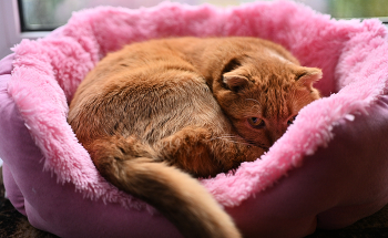 Моя прелесть / ***