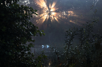 Лебединое озеро / рассвет, лебеди