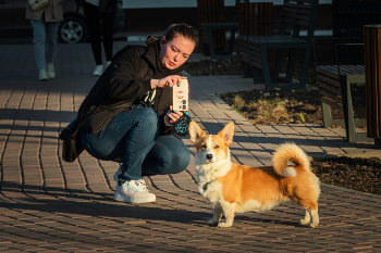 Ты будешь фотографироваться? / Девушка пытается сфотографировать свою собаку, но корги смотрит совсем в противоположную сторону.