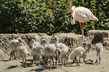 Детский сад / ***
