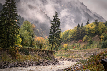 The Pine Tree Does Not Give Up / Сосна на подмытом рекой берегу продолжает цепляться за землю.
Racha-Lechkhumi, Georgia.