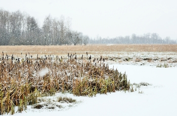 &quot;Ноябрь - это время беззащитности ...&quot; / &quot;Ноябрь - это время беззащитности,
 Еще немного и седой мороз
 Безжалостно, уверенно, бесхитростно
 Погрузит все вокруг в анабиоз ...&quot;
 В.Рыжих