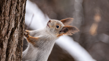 Лапочка. / ***