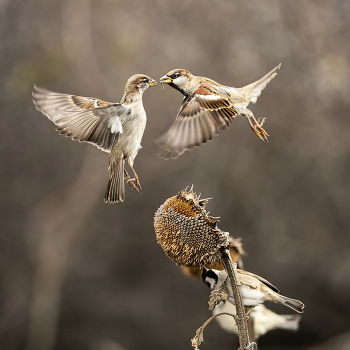 Разборки / ***