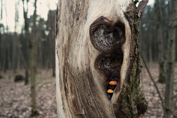 Киот жизни / ***