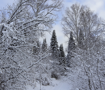 В объятии берез / Лесные объятия: гармония противоположностей.