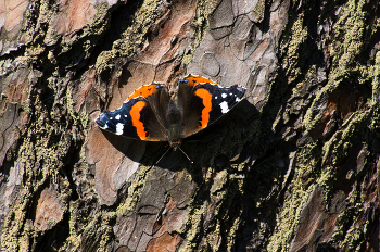 Бабочка адмирал. / ***
