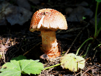 Грибы / Грибы подмосковного леса. Июнь 2024.