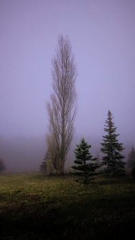 *Зимний лес / ***