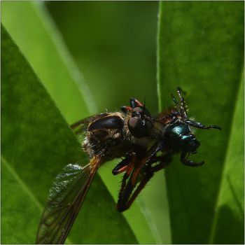 Обед. Вид сверху. / Ситуация, когда сам объект и окружающая среда позволяют сделать фотографию с определенной точки.