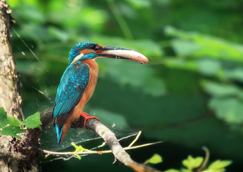 Зимородок. / Самка.