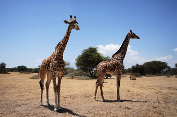 Мы с Тамарой ходим парой. / ***