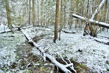 "Среди снегов бежит ручей, дорожкой темной и блестящей..." / "Среди снегов бежит ручей
 Дорожкой темной и блестящей,
 Послушать шум его речей
 Приходят звери дикой чащи ..."
 Л.Литвинова
