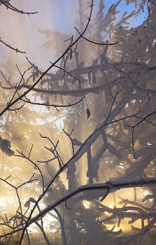 мороз и солнце / новосибирск